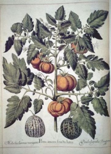 Lycopersicum Love-apple - Lycopersicon esculentum - томат настоящий